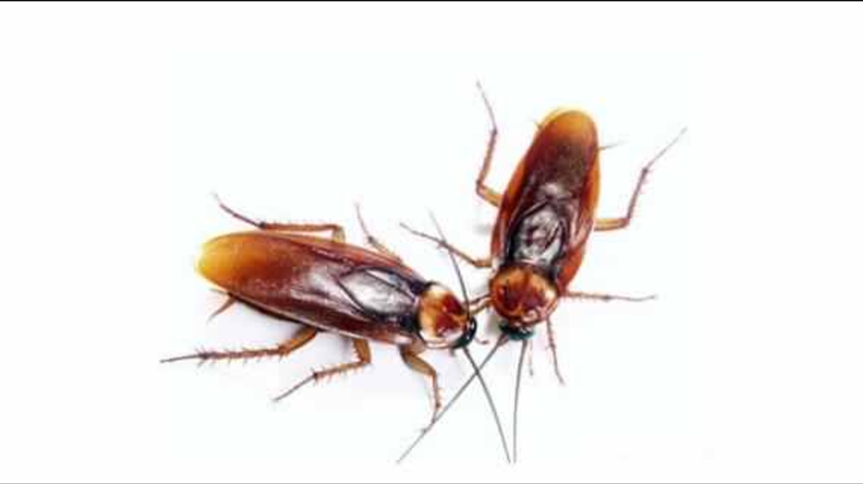 5 Common Pests to Watch out for in Commercial Spaces