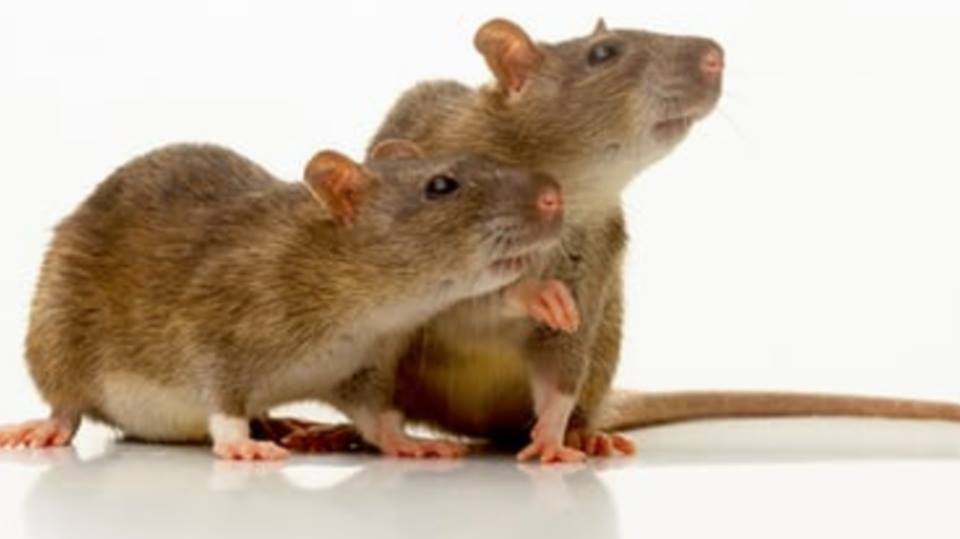 Rat Infestations – How to Combat Them