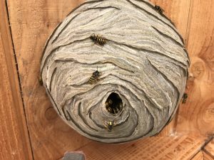 Wasp nest removal Leeds