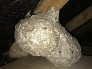 wasp nest in leeds