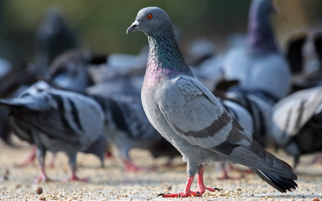 Problematic Pigeons in your property