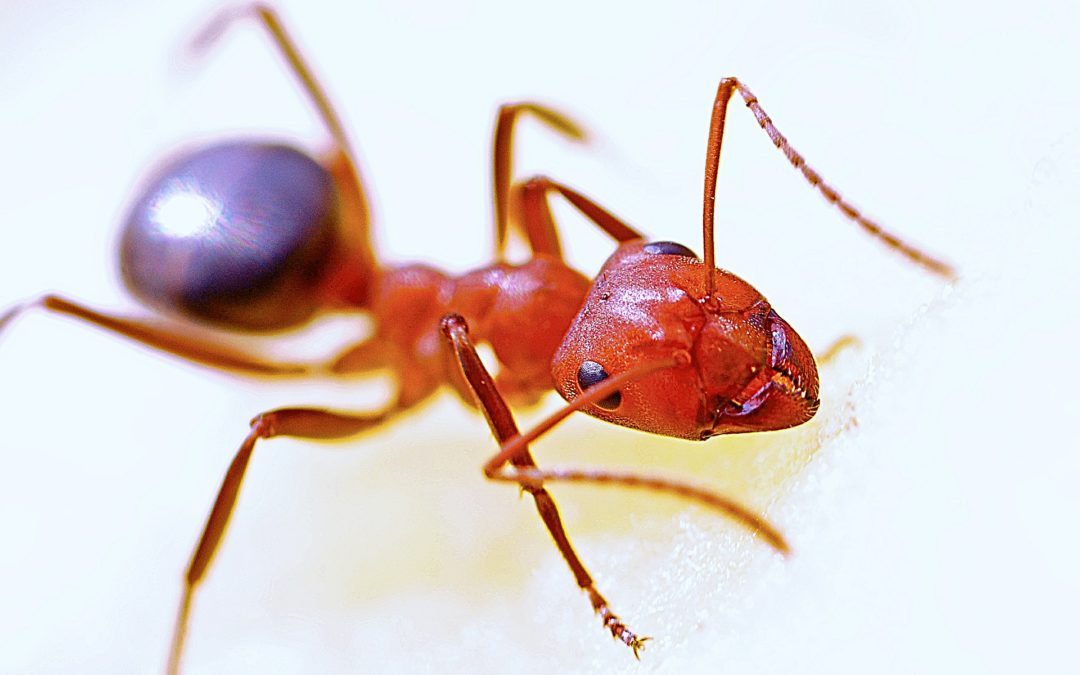 3 Causes of Ant Problems at Home – How to Fix Them