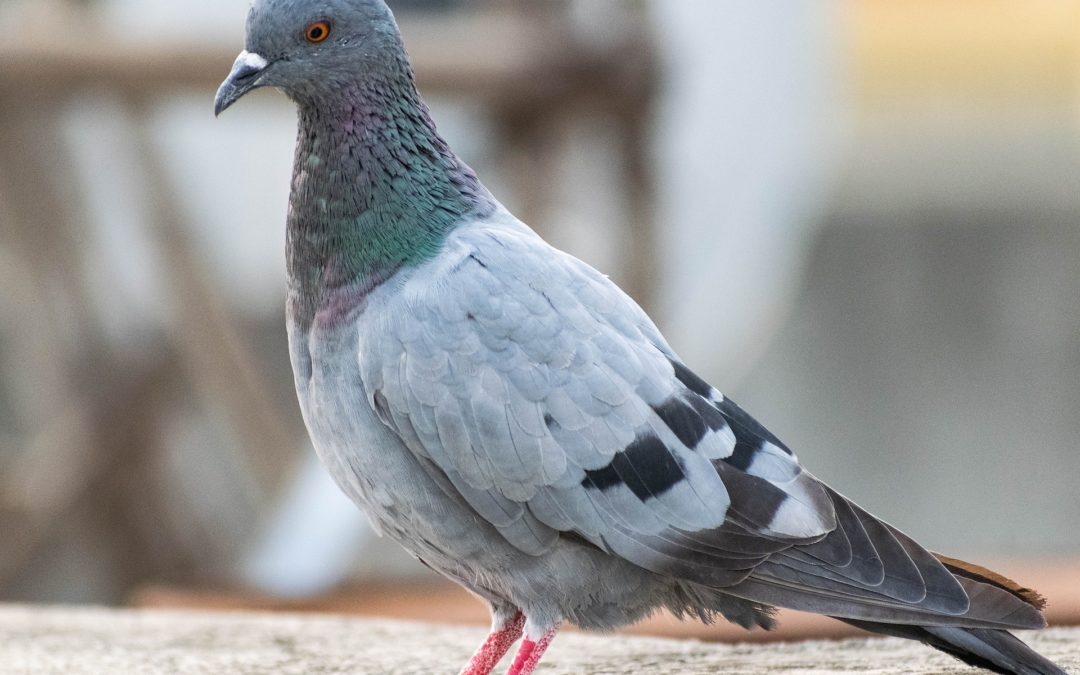 5 Effective Ways to Keep Bird Droppings Off Your Property