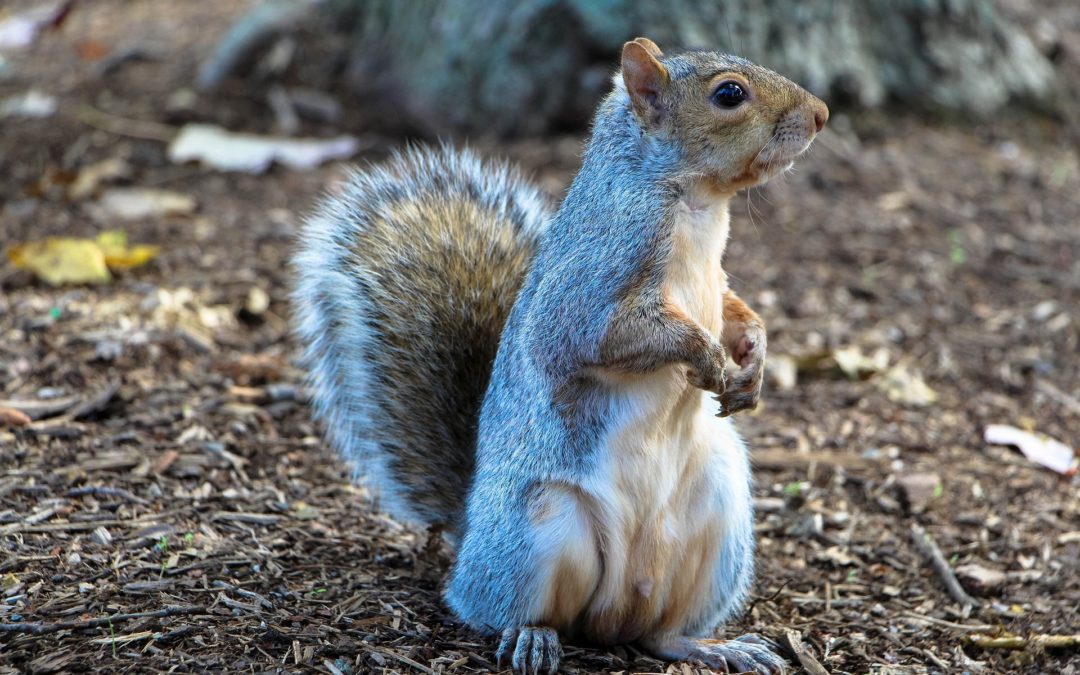 4 Expert Tips to Deter Squirrels from Your Home – Our Guide