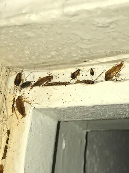 Cockroach control in leeds