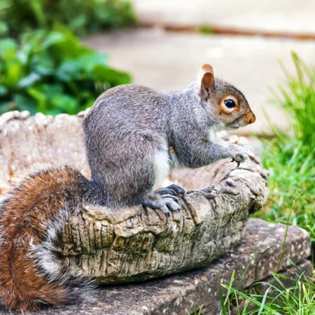 grey squirrel leeds