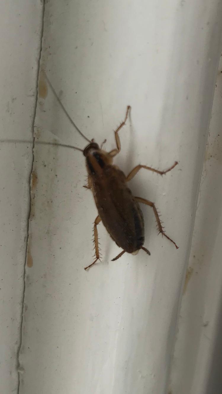 German Cockroach Leeds