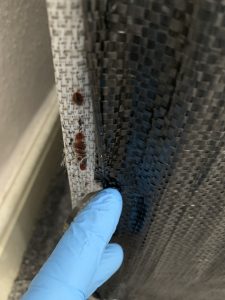 Bed Bug Control Leeds