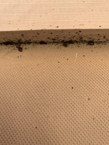 Bed Bug Control Leeds