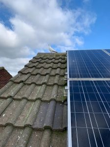 Solar panel pigeon proofing leeds