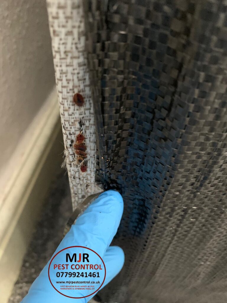 bedbug control leeds