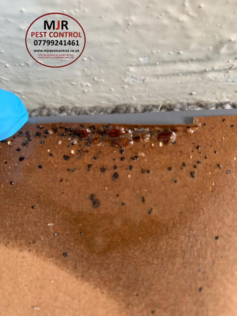 bedbug treatments Leeds