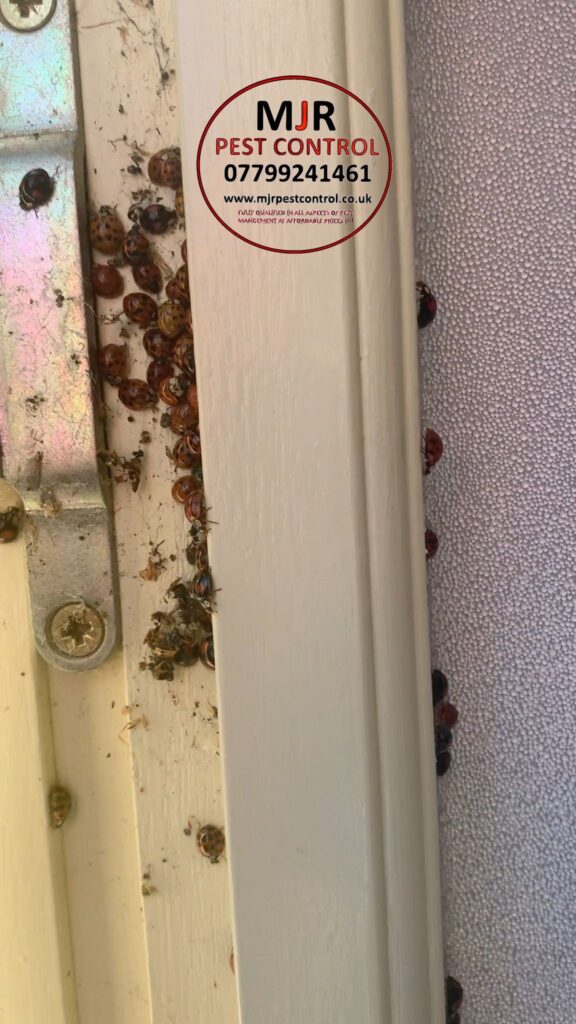 LADYBIRDS eradication in wetherby