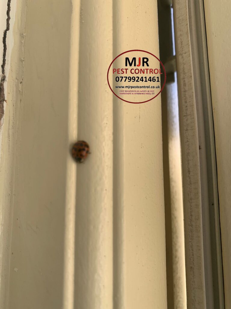 LADYBIRDS eradication in wetherby