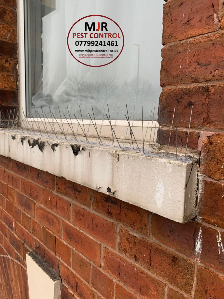 bird proofing wakefield