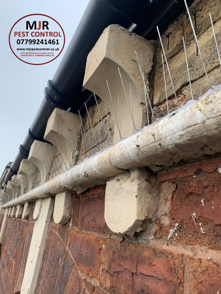 bird proofing wakefield