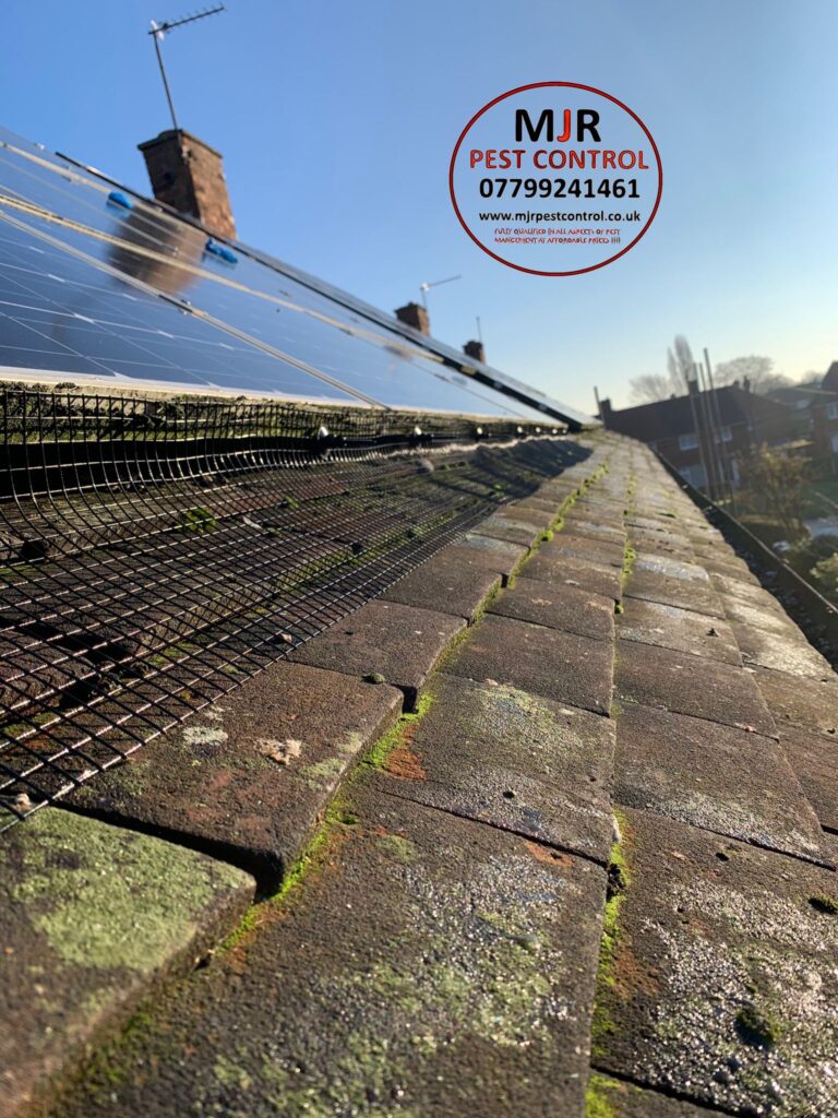 Solar panel pigeon proofing in Harrogate