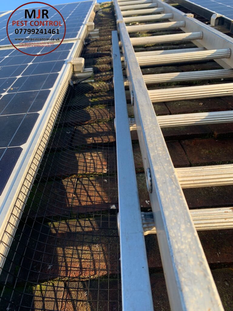 Solar panel pigeon proofing in Harrogate