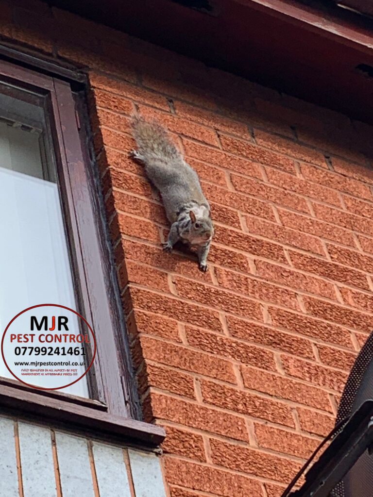 Squirrel Control wetherby