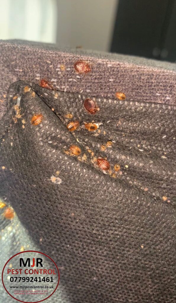 bedbug control leeds