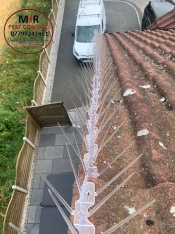 bird spikes fitted in wakefield