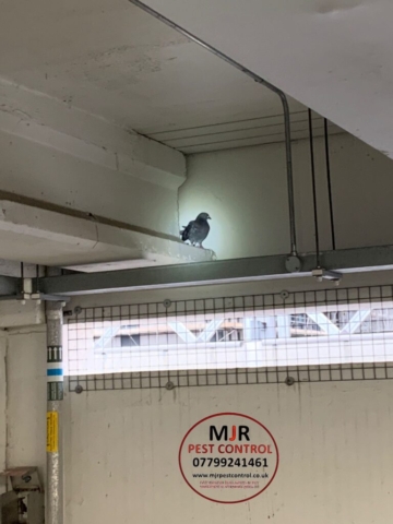 pigeon removal in leeds