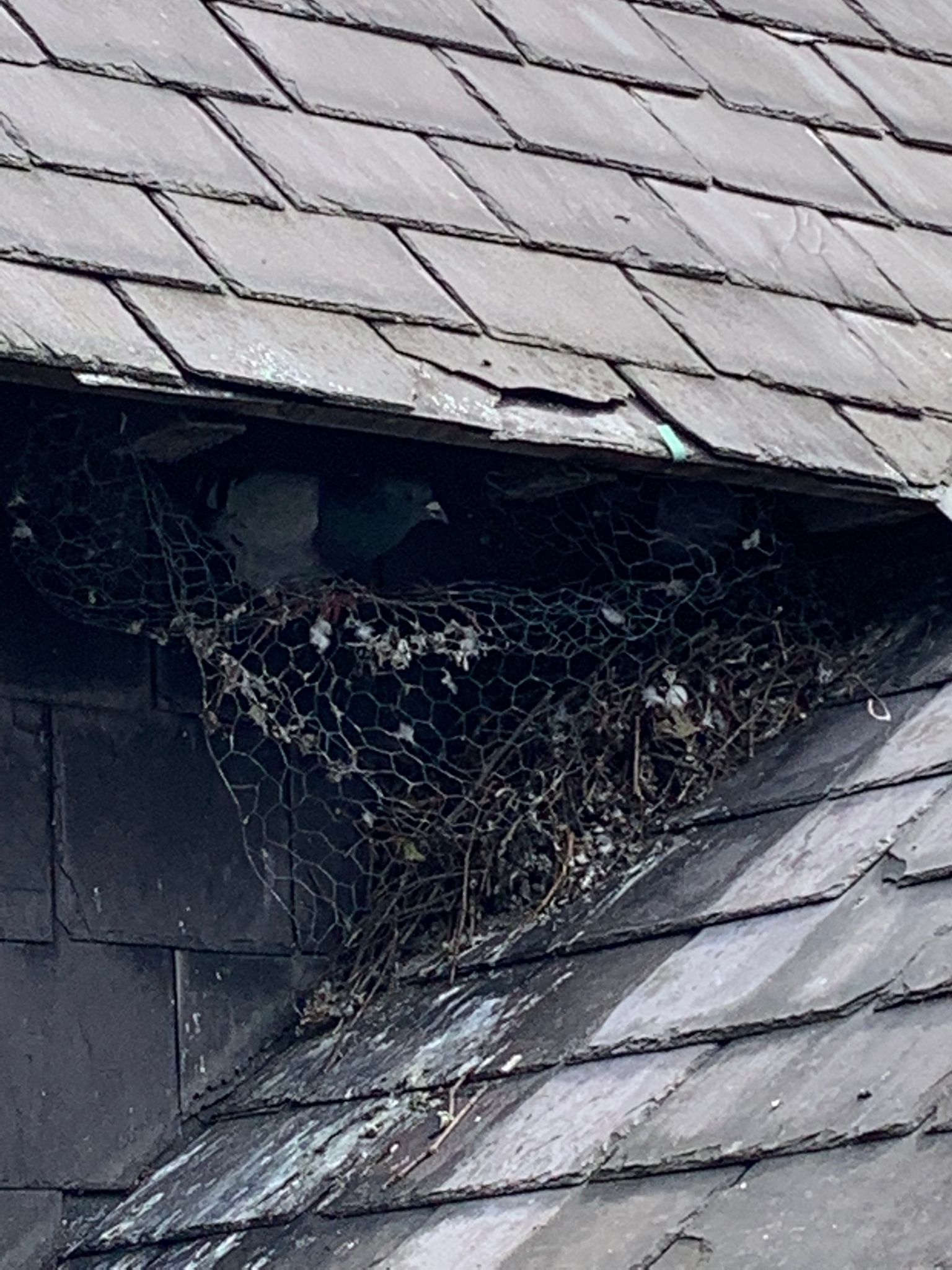 pigeon netting york