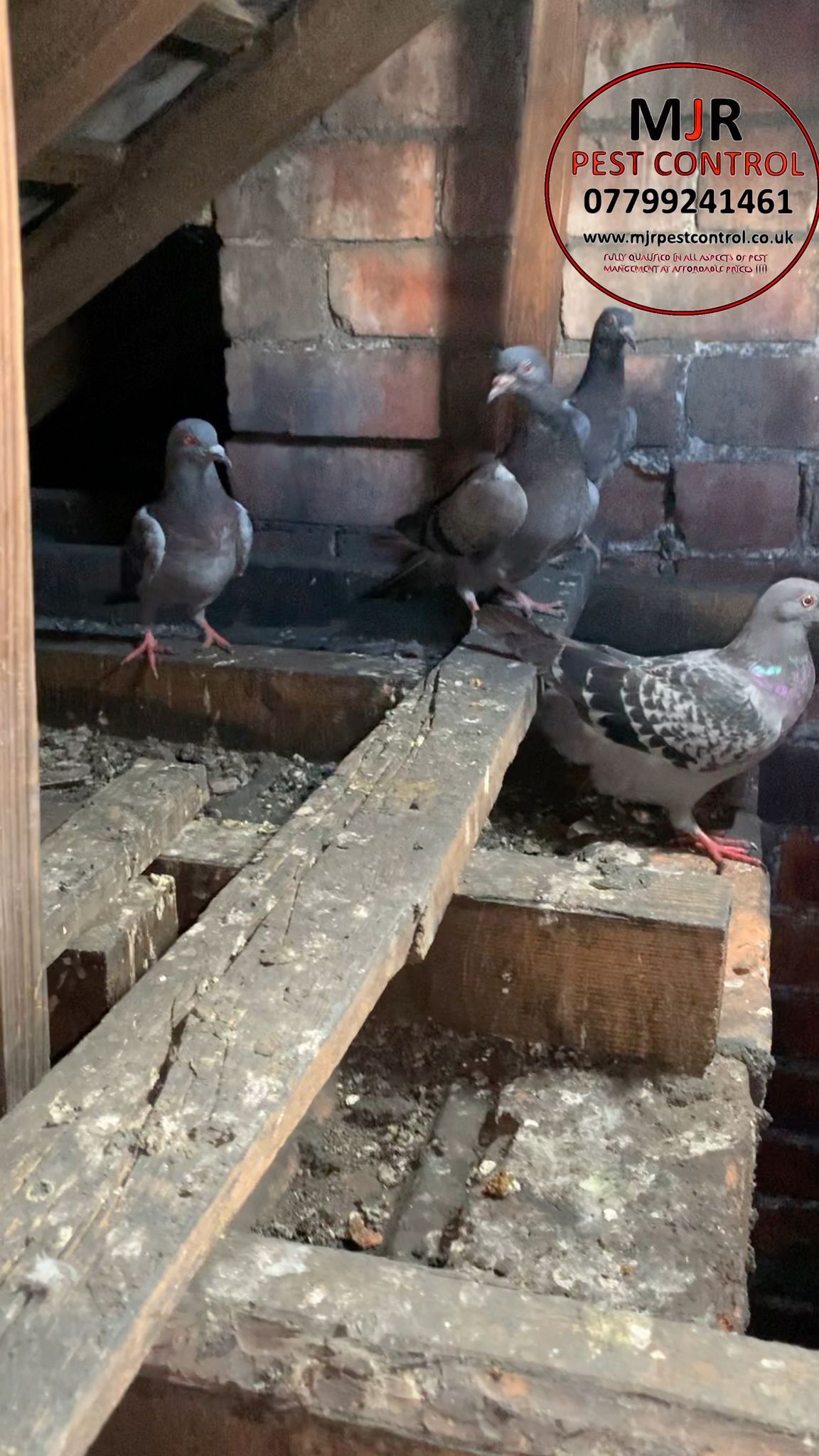 pigeon removal leeds