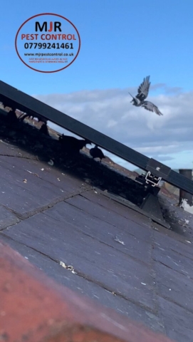 solar panel pigeon proofing ripon