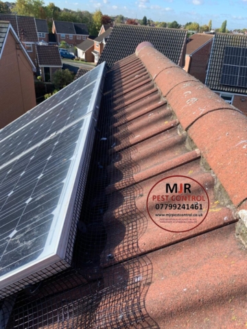 Solar Panel Pigeon Proofing york