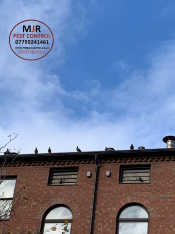 pigeon removal leeds