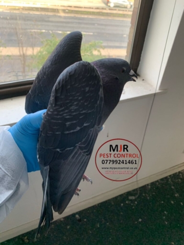 pigeon removal leeds