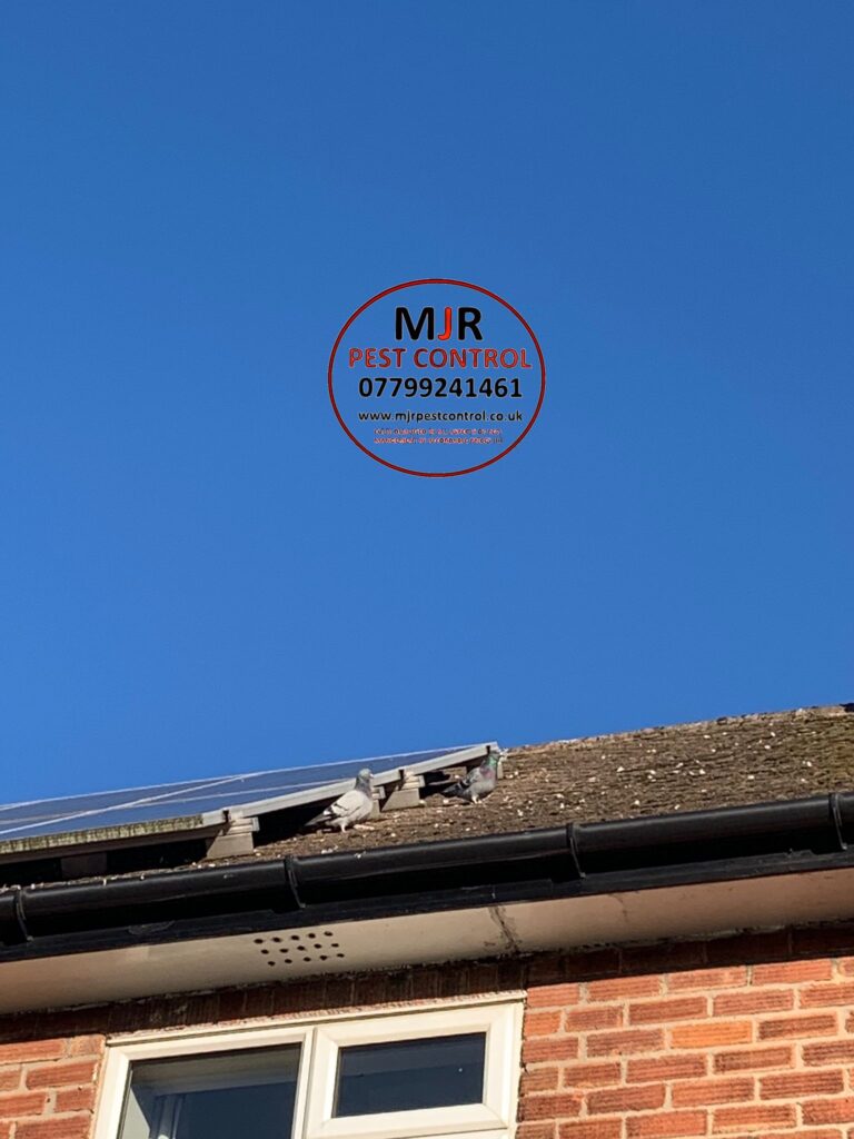 SOLAR PANEL PIGEON PROOFING IN YORK