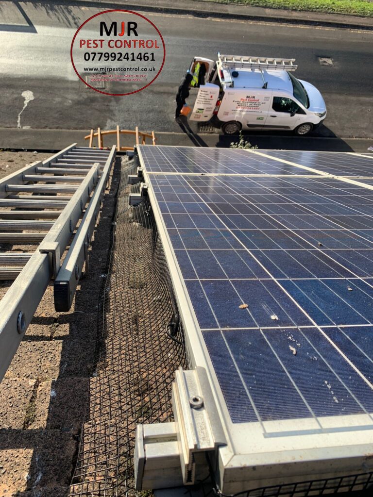 SOLAR PANEL PIGEON PROOFING IN YORK