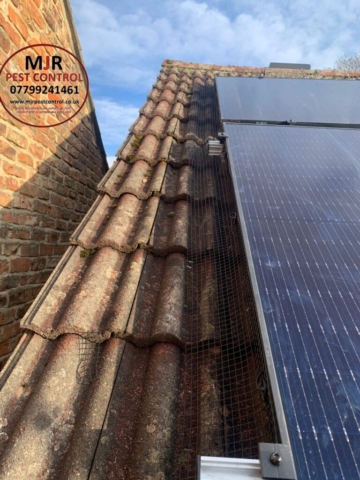 solar pigeon proofing in thirsk