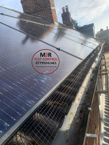 solar pigeon proofing in thirsk