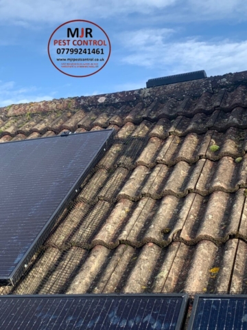 solar pigeon proofing in thirsk