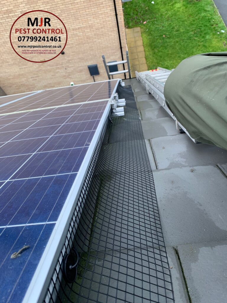 solar panel pigeon proofing harrogate