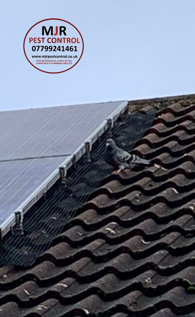 solar panel pigeon proofing york