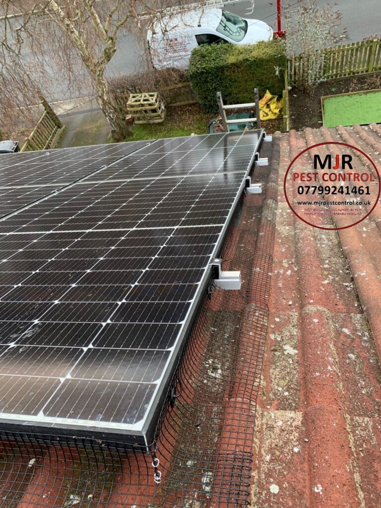 Solar panel pigeon proofing otley