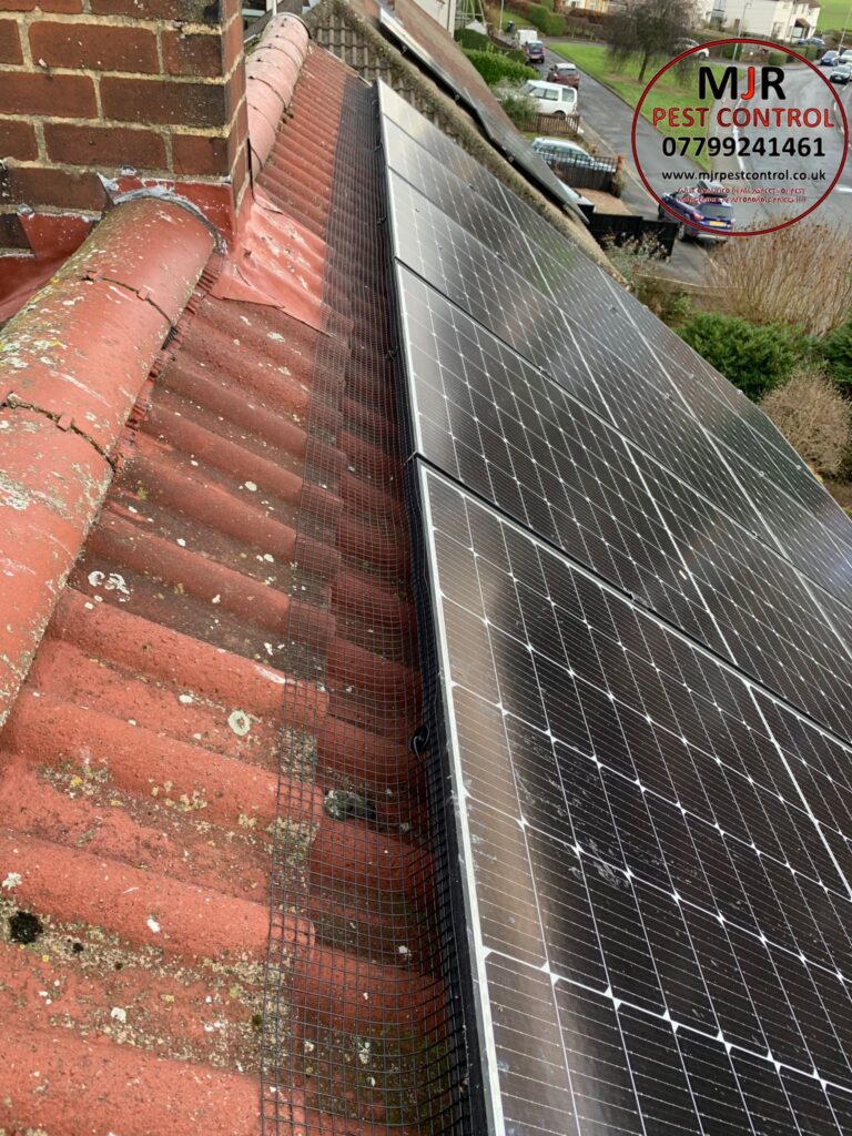 Solar panel pigeon proofing otley