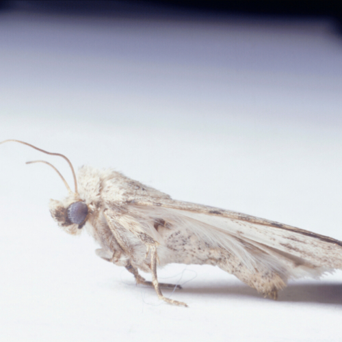 Carpet Moth Control York