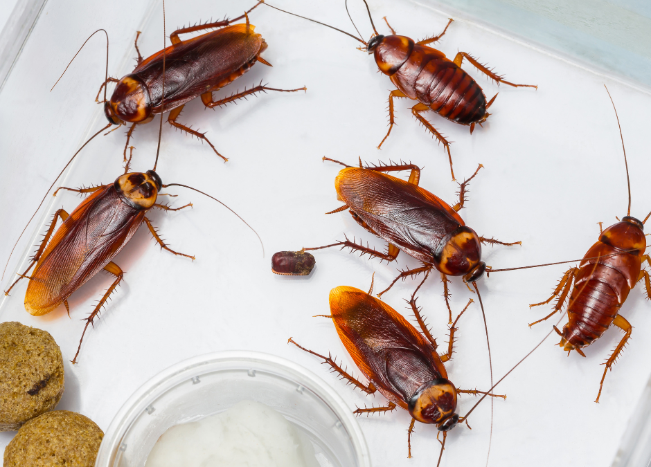 Cockroach Control for Your Restaurant in Leeds