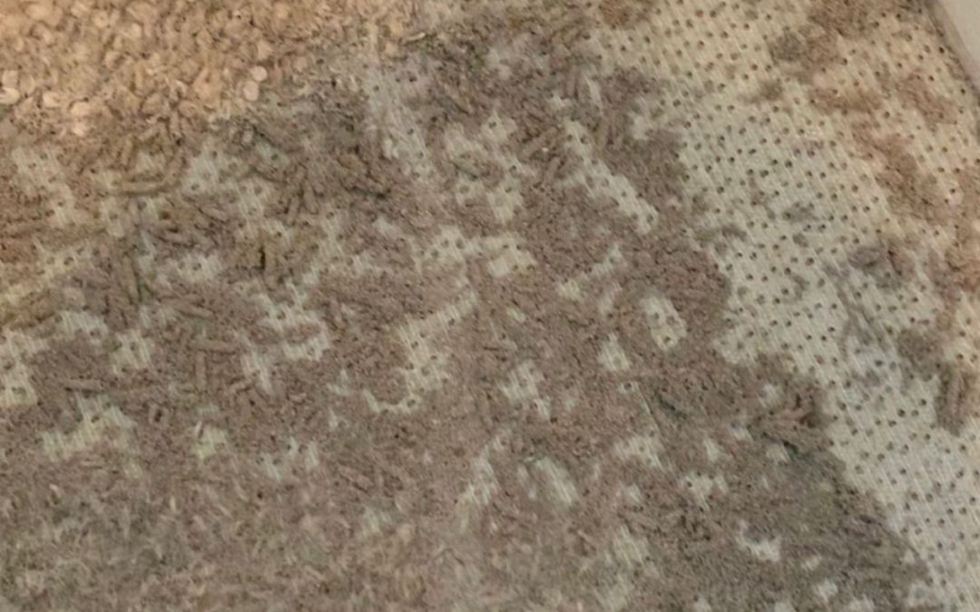 Carpet Moth Treatments Leeds