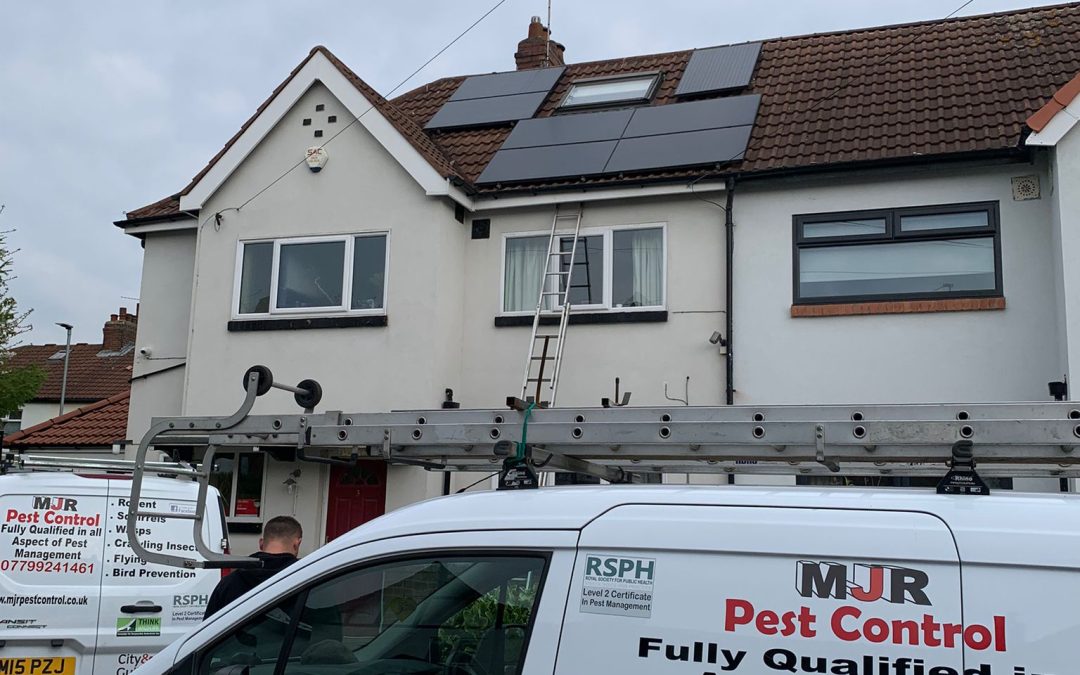 Pigeon Proofing Solar Panels in Rotherham