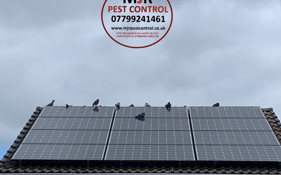 Professional Solar Panel Proofing In Leeds