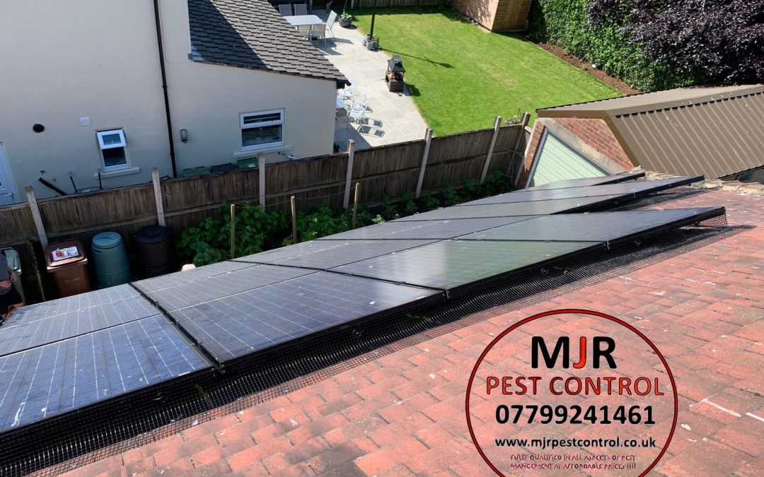 Solar Panel Pigeon Proofing Pontefract