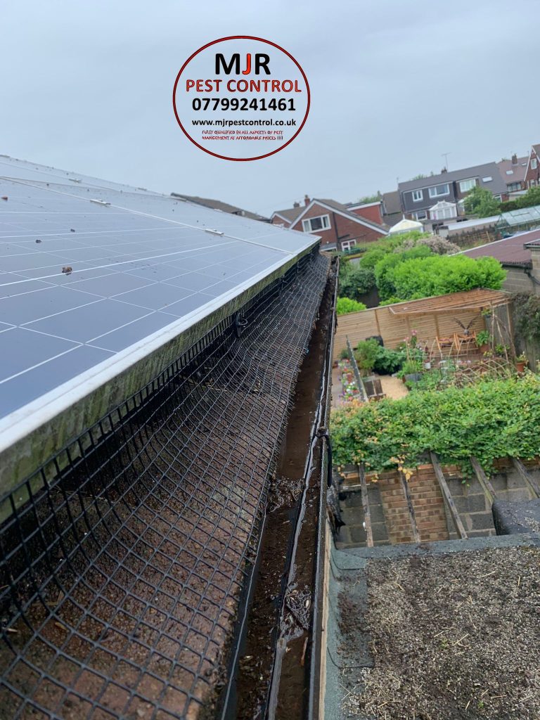 York Solar Pigeon Proofing Solutions