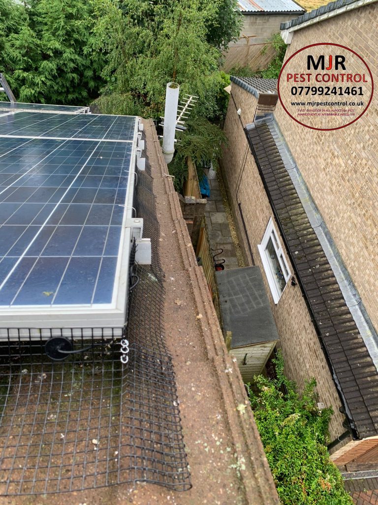 York Solar Pigeon Proofing Solutions