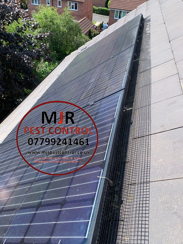 Solar Panel pigeon proofing in York